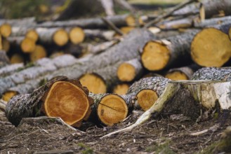 Pile of wood. A view of huge stacks of logs
