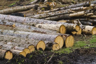 Pile of wood. A view of huge stacks of logs