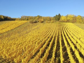 An image of a flight over vineyard Alsace France