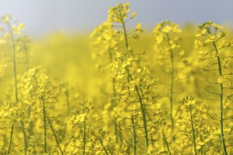Rapeseed Flowers in rapeseed field. Blooming canola flowers