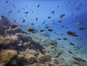 Sea Life Underwater Rocks Sunlight, Underwater Life, wildlife