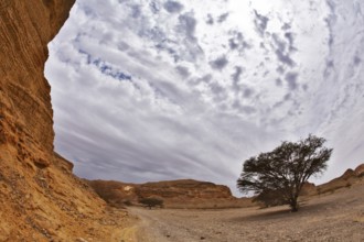 Picturesque landscape in stone desert. Two trees and a red rock