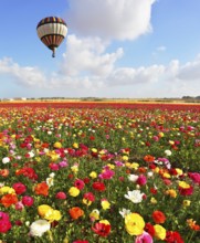 A lot of lovely blooming flowers and shining clouds. Over the blossoming field of flying a balloon