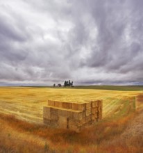 Field and accurately combined stacks of the collected crop