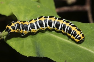 Lettuce monk (Cucullia lactucae)