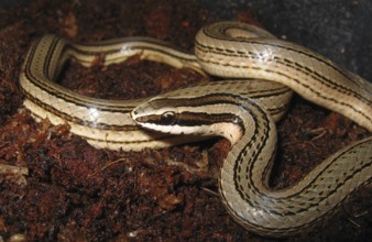 Road Guarder (Conophis lineatus)