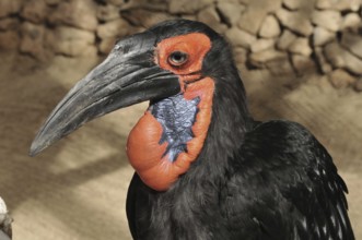 Kaffir Hornbill (Bucorvus leadbeateri)