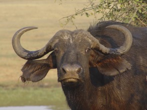 Buffalo, African (Syncerus caffer)