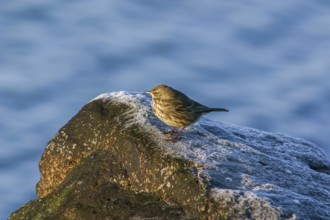 Sand pipit (Anthus spinoletta)