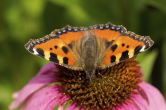 Small tortoiseshell (Aglais urticae)