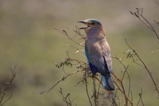 Hindu Roller (Coracias benghalensis)