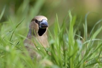 Hawfinch (Coccothraustes coccothraustes)
