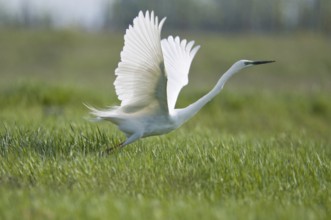 Great White Egret (Casmerodius albus)