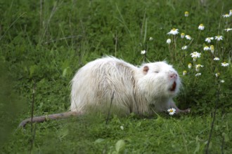 Nutria (Myocastor coypus)