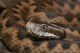 Vipera orlovi (Vipera orlovi)