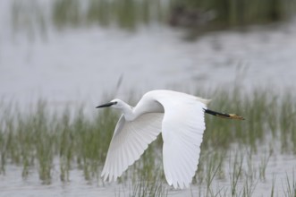Little Egret (Egretta garzetta)