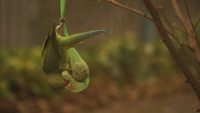 Collared parakeet (psittacula krameri)
