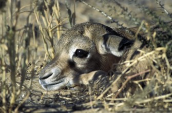 Springbok (Antidorcas marsupialis)