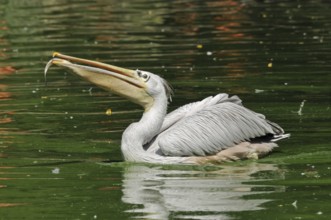 Rufous pelican (Pelecanus rufescens)