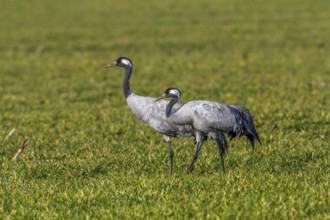 Crane (Grus grus)