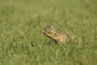 European ground squirrel (Spermophyllus citellus)