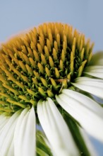 Echinacea purpurea, white garden form, hedgehog's head (Echinacea purpurea)