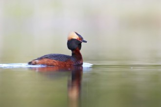 Slavonian grebe (Podiceps auritusdiving)