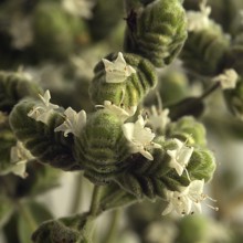 (Origanum majorana)