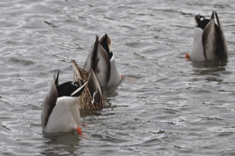 Tail in the air (Anas platyrhynchos)