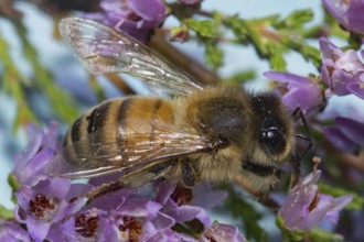 Honey bee (Apis mellifera)