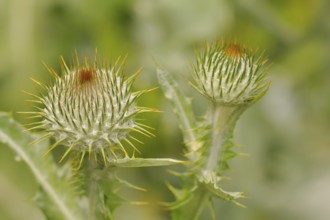 Thistle blossom, close-up, Cotton thistle, Thistle, Cirsium eriophorum, Onopordum acanthium, Cotton