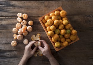 Presentation of the result of the collection of the fruit of the spindle