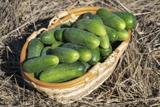 Freshly picked green organic cucumbers in wicker basket standing on hay. Healthy eco vegetables on