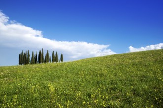 Photographic documentation of the cypresses in the province of Siena Tuscany Italy