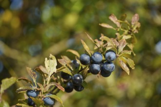 Ripe blackthorn (Prunus spinosa), fishing village Vitt at Cape Arkona, Rügen, Mecklenburg-Western