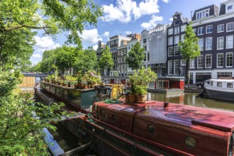 Houseboats in Amsterdam in summertime with beautiful houses in the background and Green trees