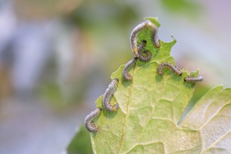 Yellow gooseberry leaf wasp (Nematus ribesii), large cluster on a gooseberry leaf (Ribes