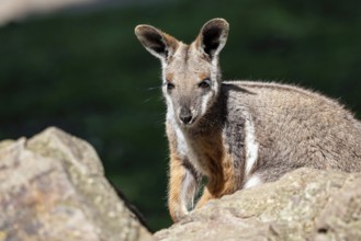 Yellow footed rock wallaby sitting on a rock