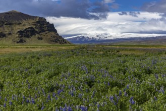 Roadside ring road, Iceland