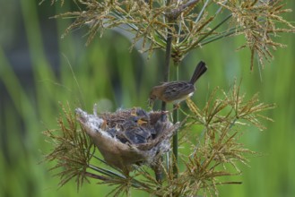 Streaked Fantail Warbler feed their chicks