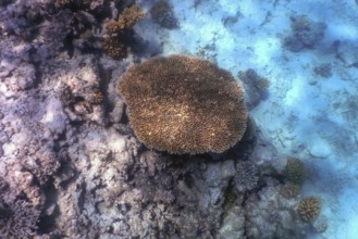 Coral texture underwater, Coral reef texture, Tropical waters, Marine life