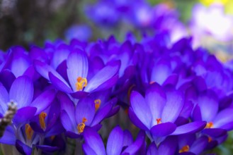 Beautiful springflower crocus in the garden