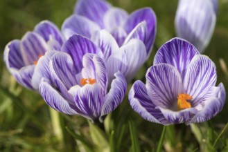 Beautiful springflower crocus in the garden