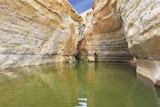 Sandstone canyon walls form round bowl. Thin jet waterfall form cold lake. Canyon Ein Avdat in