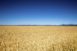 An image of a beautiful landscape in the south part of New Zealand