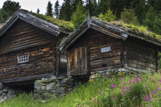 Traditional Timber house with grass roof in the Setesdal in Norway in natural landscape. Old Timber