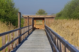 Landscape in Springtime at the Dümmer lake in Germany
