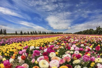 Israeli kibbutz on the border with the Gaza Strip. Spring carpet of flowers. Huge field of