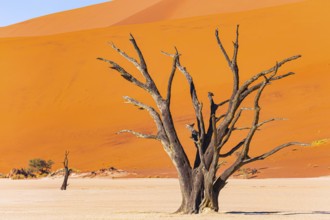 The skeletons of dead trees. The Namib Naukluft Park. Africa. Namibia. Huge scenic red and orange
