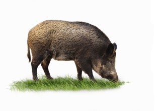 Wild boar